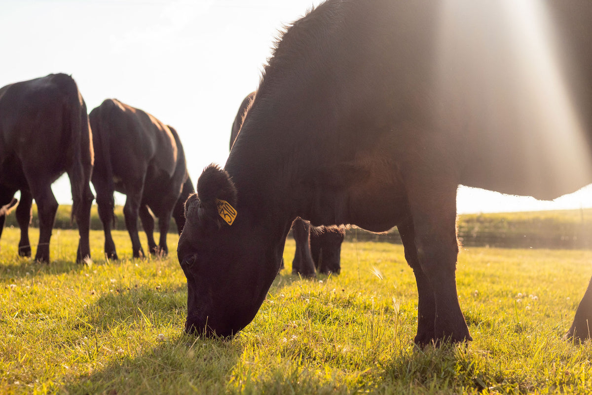 Mundorf Angus cattle grazing on the Iowa family farm